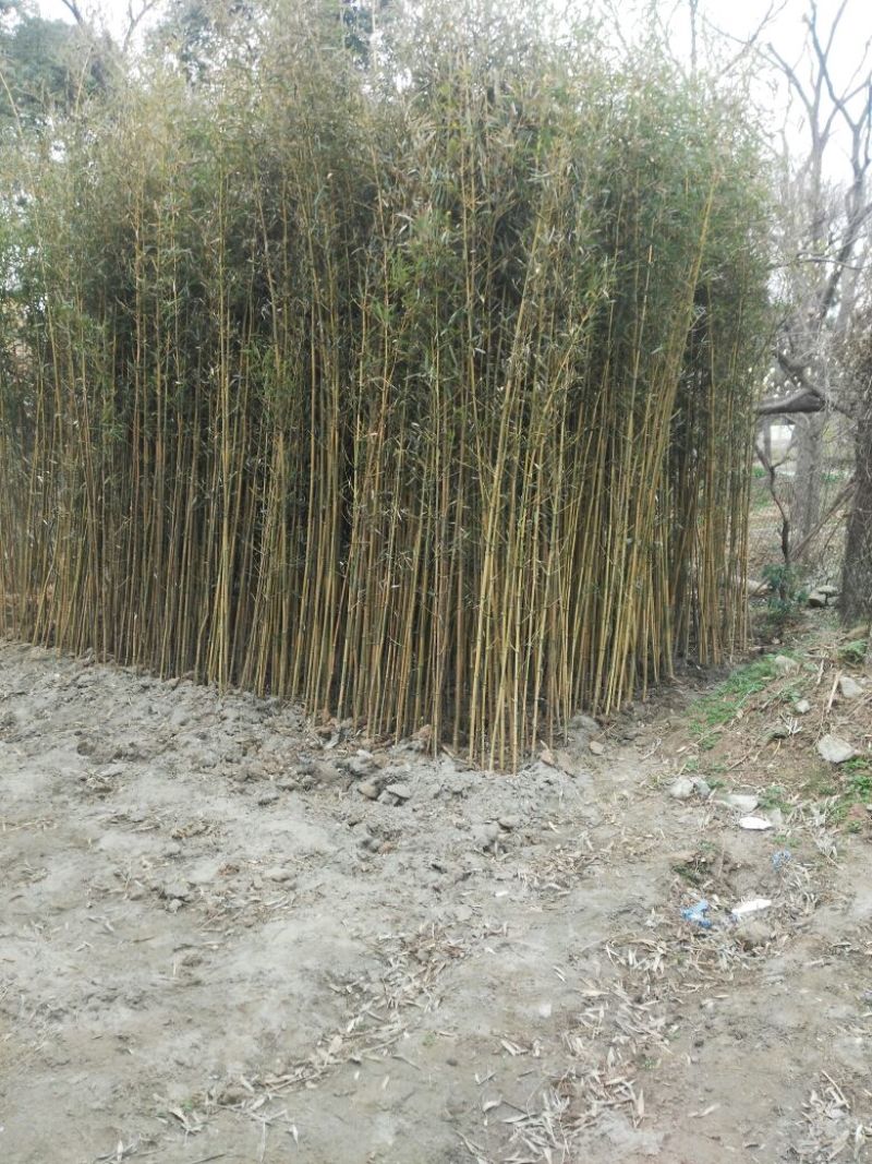 绿竹2~3m