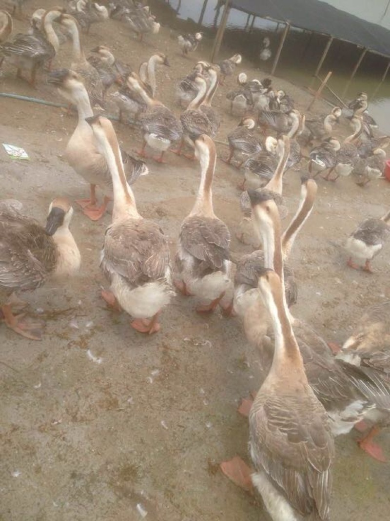 狮头鹅苗250g以下