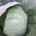 唐山玉田-精品绿甘蓝0.5～1公斤起，面包型，全国供应！