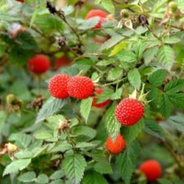 树莓苗30~50cm
