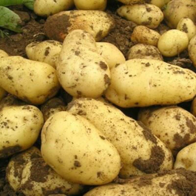 荷兰十五土豆保质保量货源充足价格优惠产地批发
