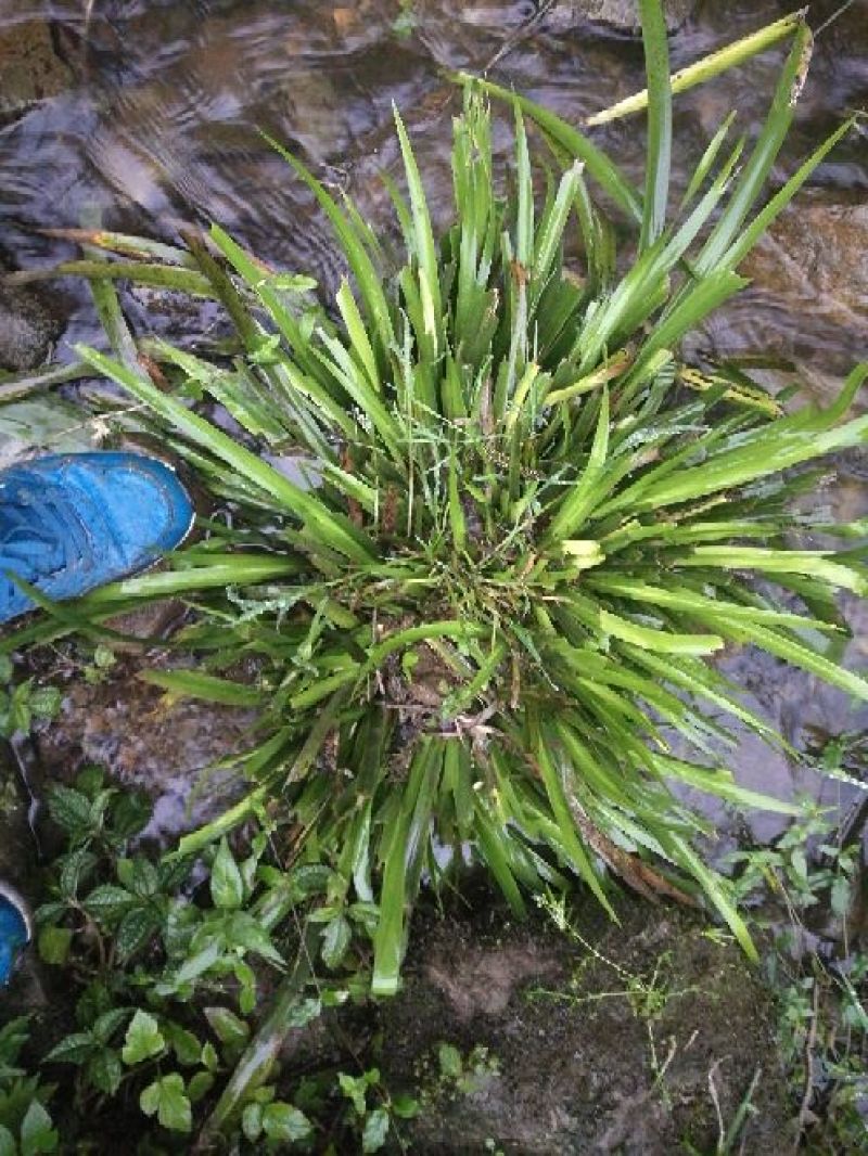 石菖蒲统条