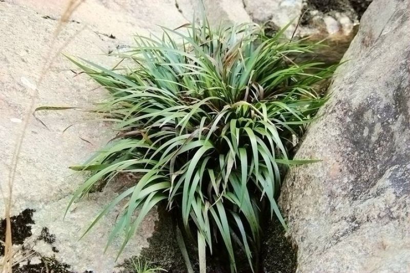 石菖蒲统条