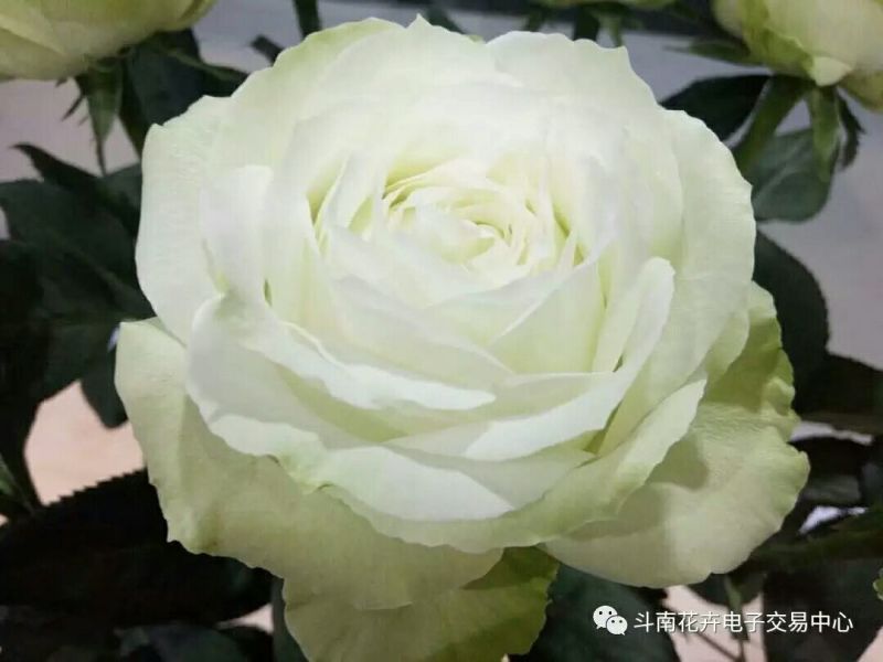 白玫瑰苗10cm以下