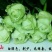 白玫瑰苗10cm以下