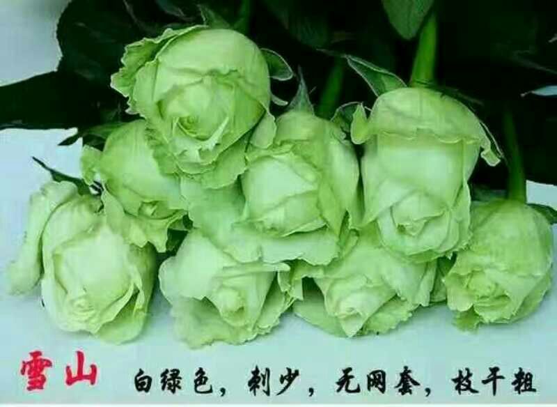 白玫瑰苗10cm以下
