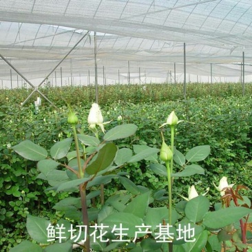 白玫瑰苗10cm以下