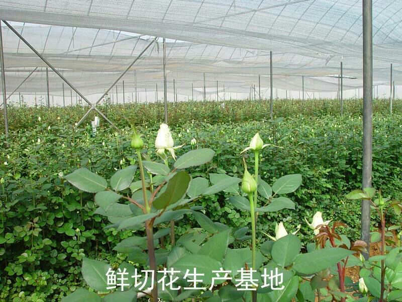 白玫瑰苗10cm以下