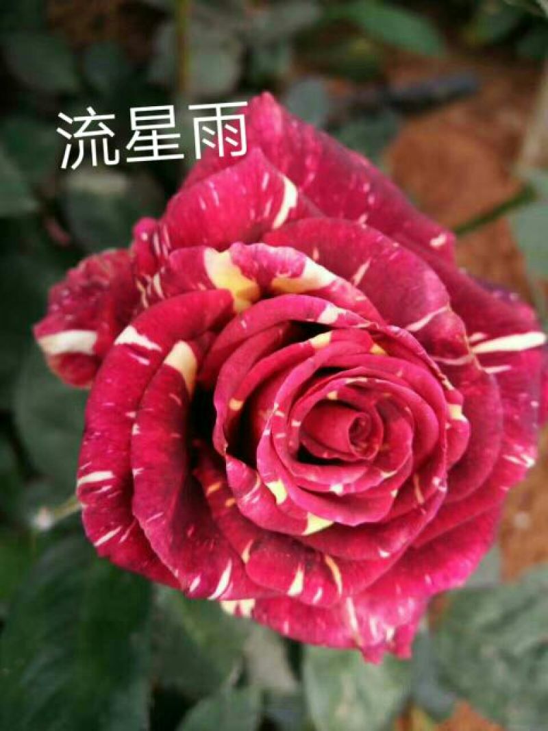 彩虹玫瑰苗10cm以下