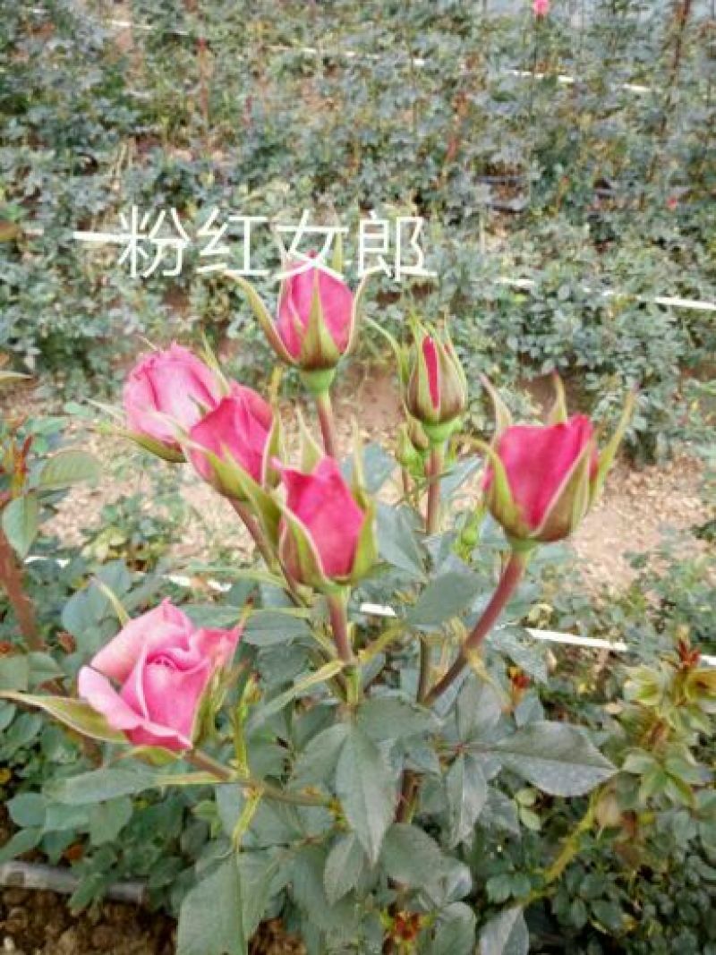 玫瑰苗10cm以下