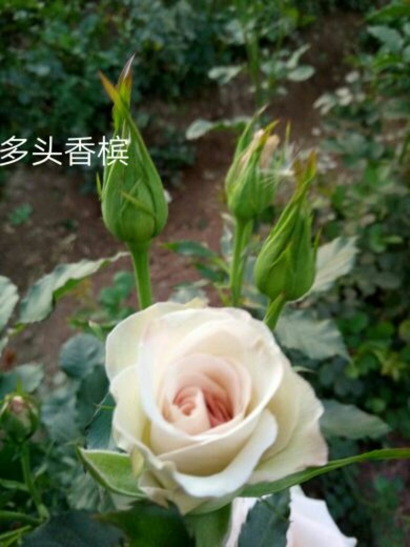 玫瑰苗10cm以下