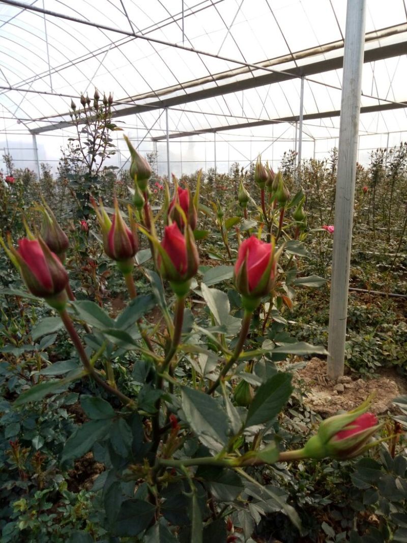 玫瑰苗10cm以下