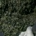 老树茶一级