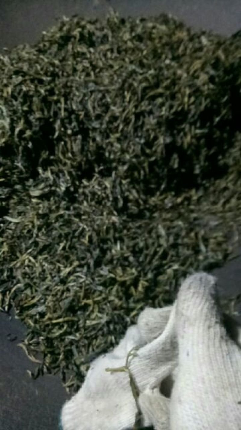 老树茶一级