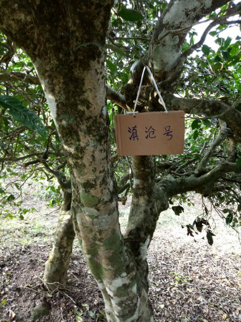老树茶一级