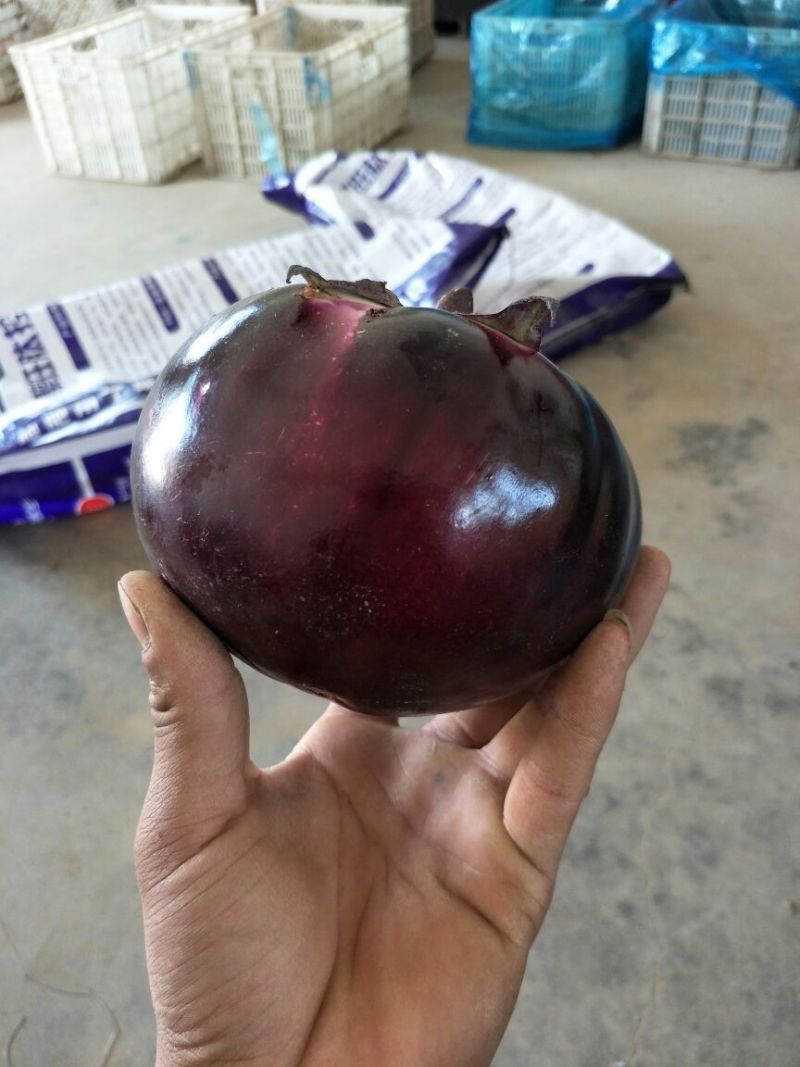 【精品圆茄】全国发货大量上市基地直发红茄