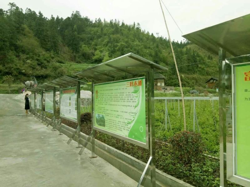 八月瓜苗