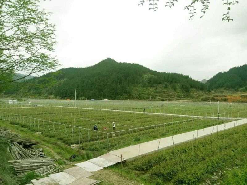 八月瓜苗