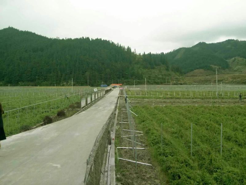 八月瓜苗