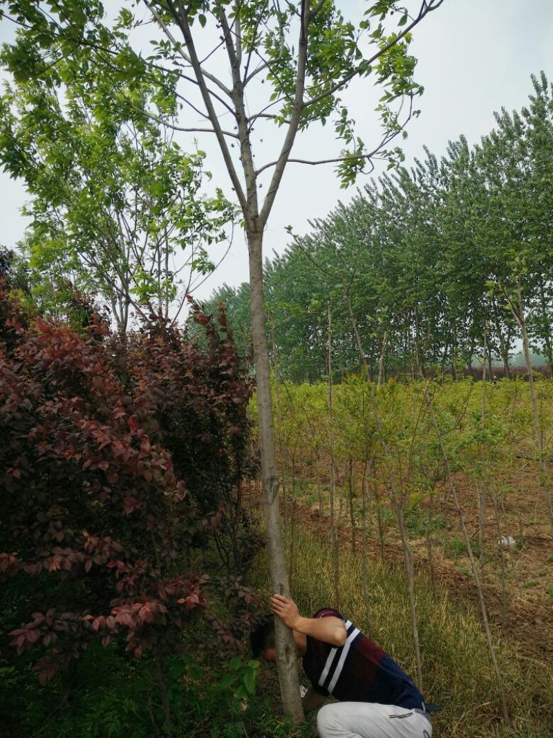 白蜡树6~8cm6~8cm