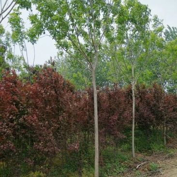 白蜡树6~8cm6~8cm