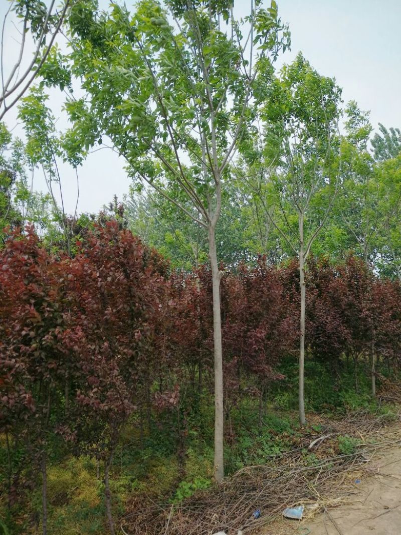 白蜡树6~8cm6~8cm