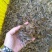 河虾冰鲜虾8只/kg以下