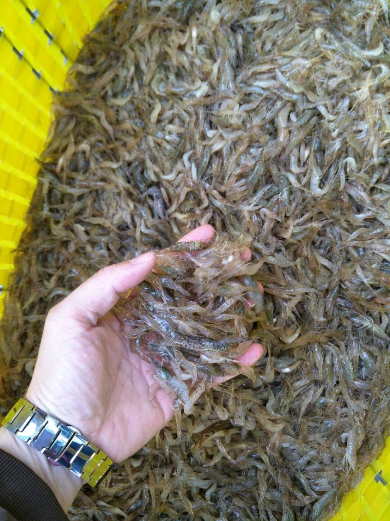 河虾冰鲜虾8只/kg以下
