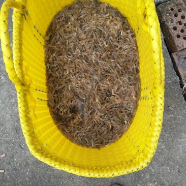 河虾冰鲜虾8只/kg以下