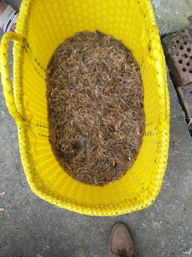 河虾冰鲜虾8只/kg以下