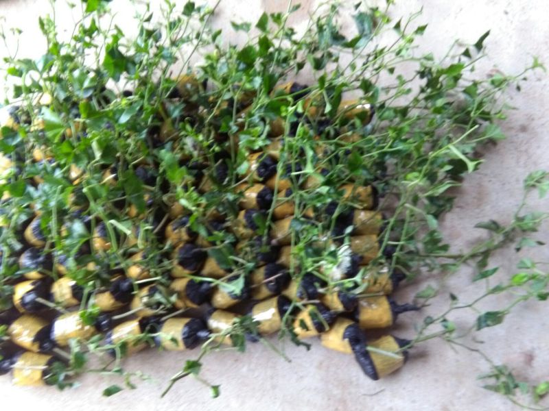 紫香1号百香果苗10~20cm