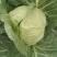 中甘甘蓝郯城县红花乡甘蓝（中甘21甘蓝)，牛心菜量大从优