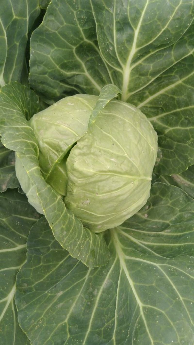 中甘甘蓝郯城县红花乡甘蓝（中甘21甘蓝)，牛心菜量大从优