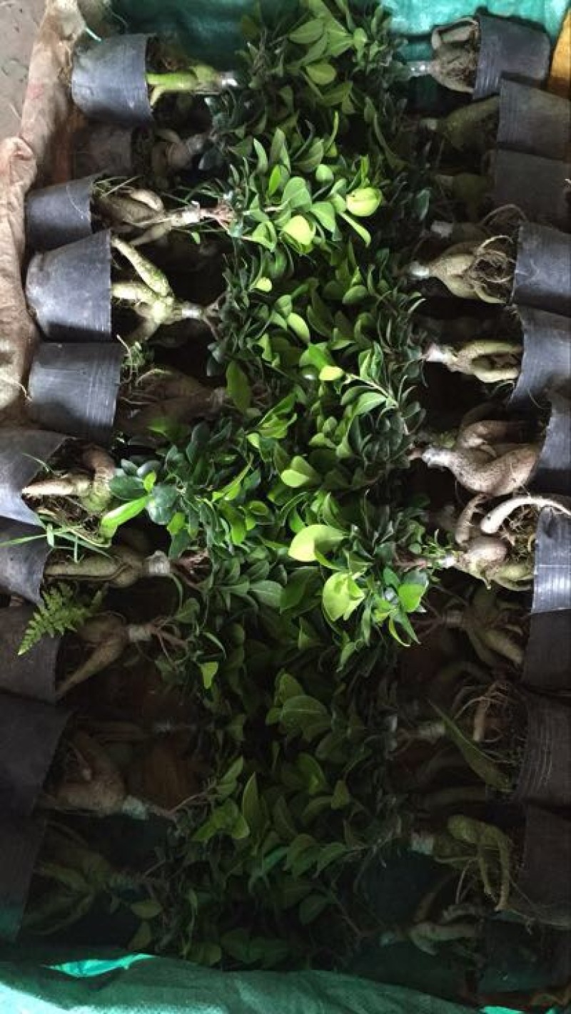 榕树