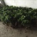 榕树
