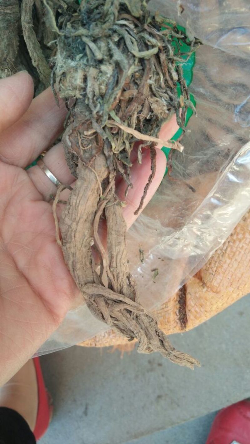 蒲公英根各种中药材批发质量保证产地直销药用