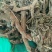 蒲公英根各种中药材批发质量保证产地直销药用