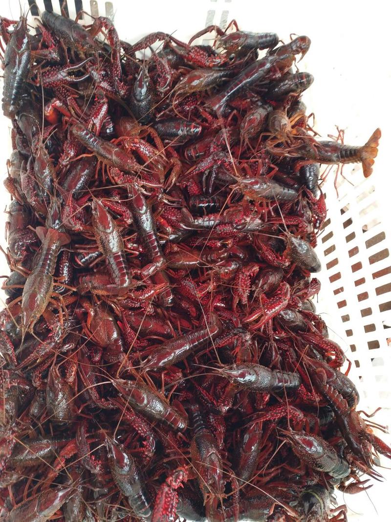 【牛商优选】小龙虾456青虾，品质商家地板干净存活率高