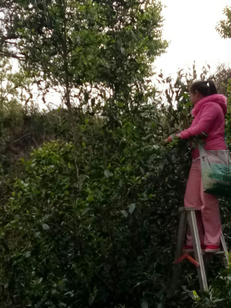 老树茶一级