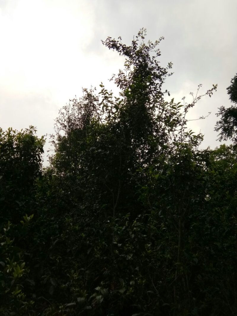 老树茶一级