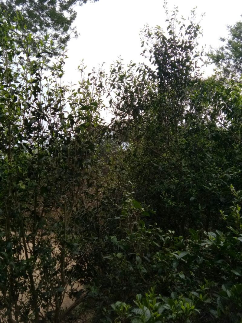 老树茶一级