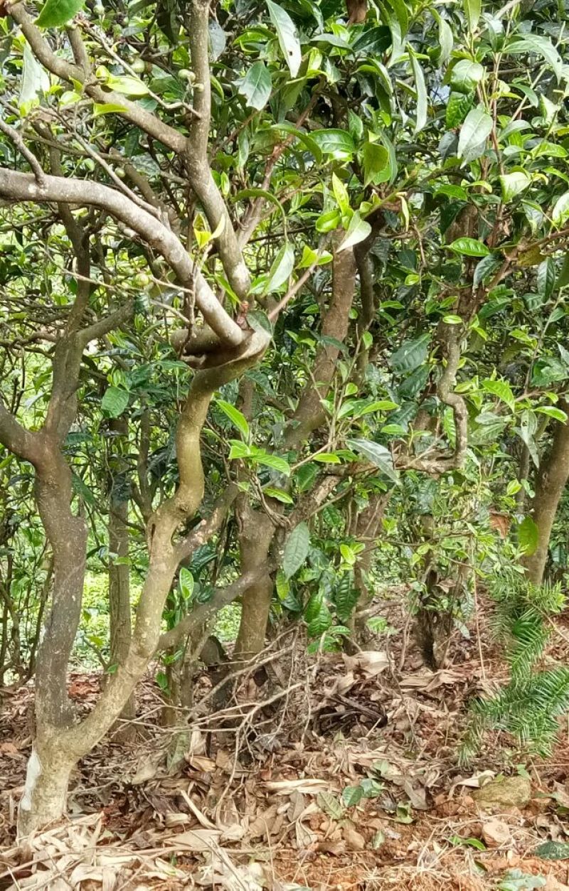 老树茶一级