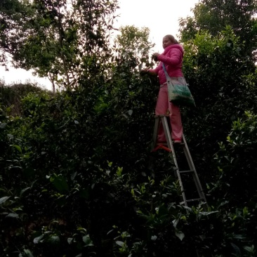 老树茶一级