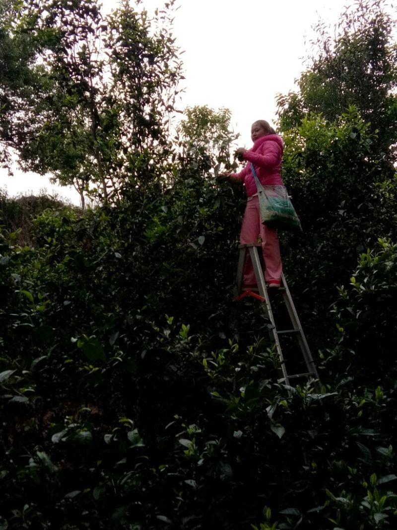 老树茶一级