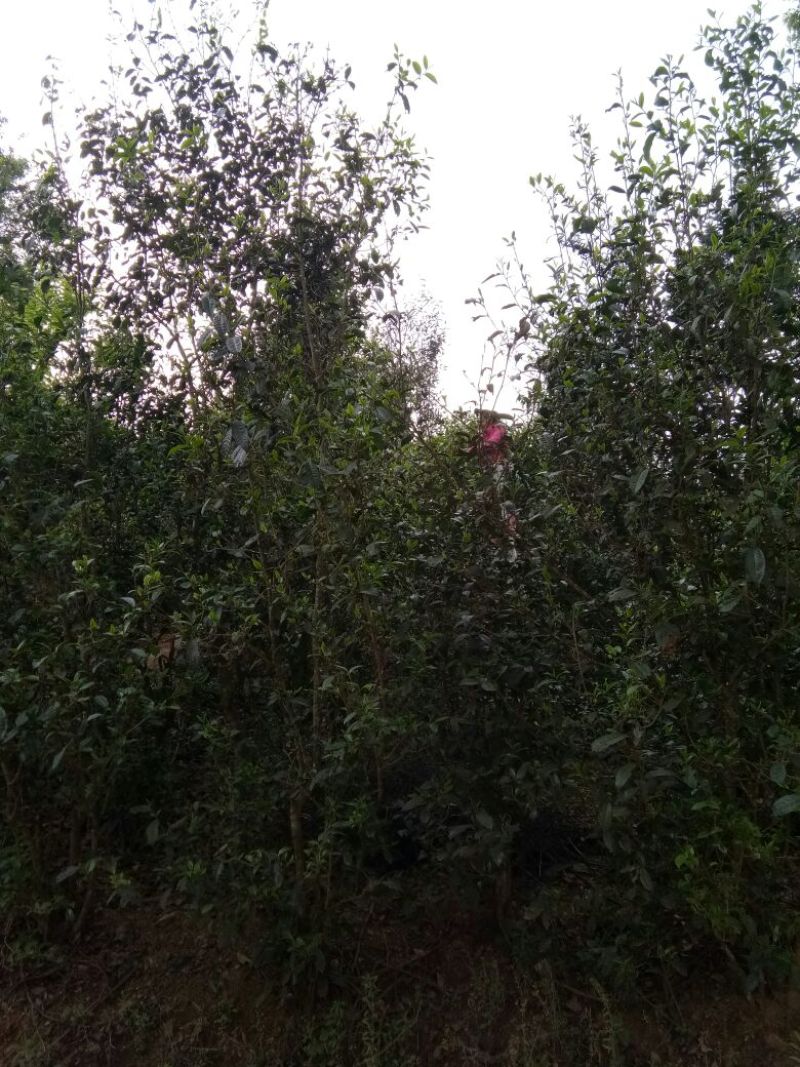 老树茶一级