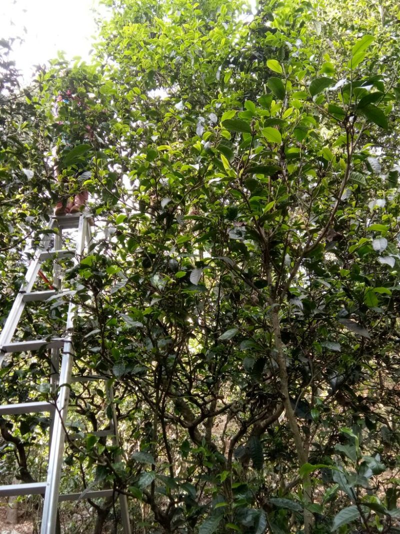 老树茶一级