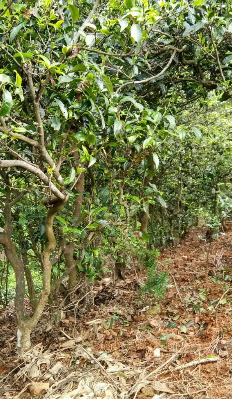 老树茶一级
