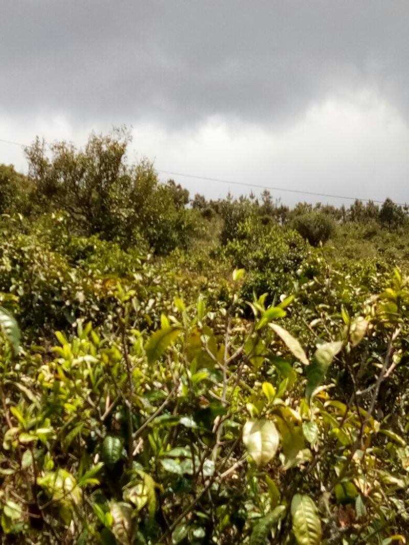 老树茶一级
