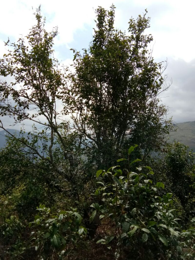 老树茶一级