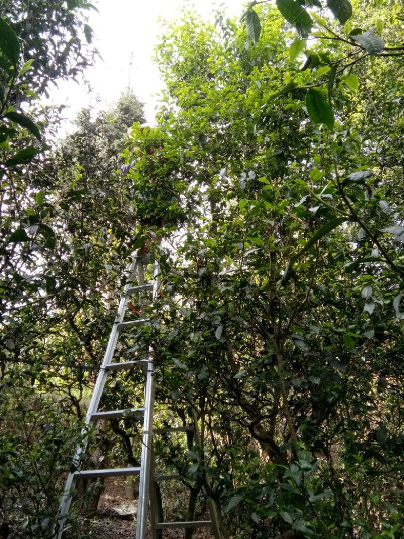 老树茶一级